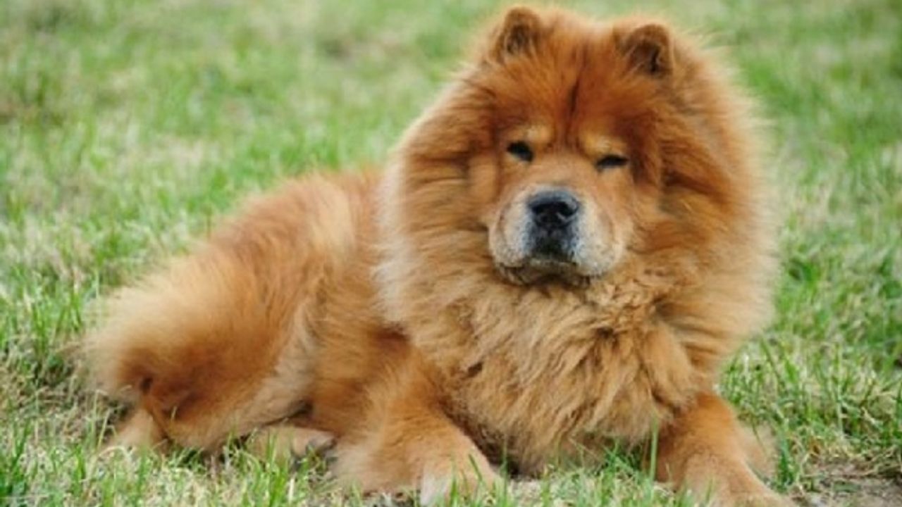 Chow Chow (Çin Aslanı) Almak İçin 7 Neden