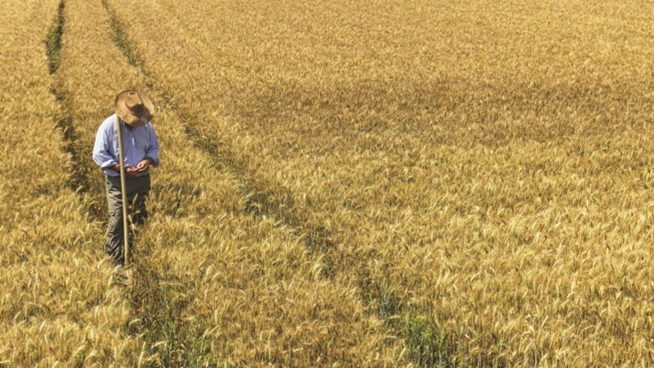 Durum Buğdayının Yüzde 100’ünü Yerel Üreticilerden Temin Ediyor