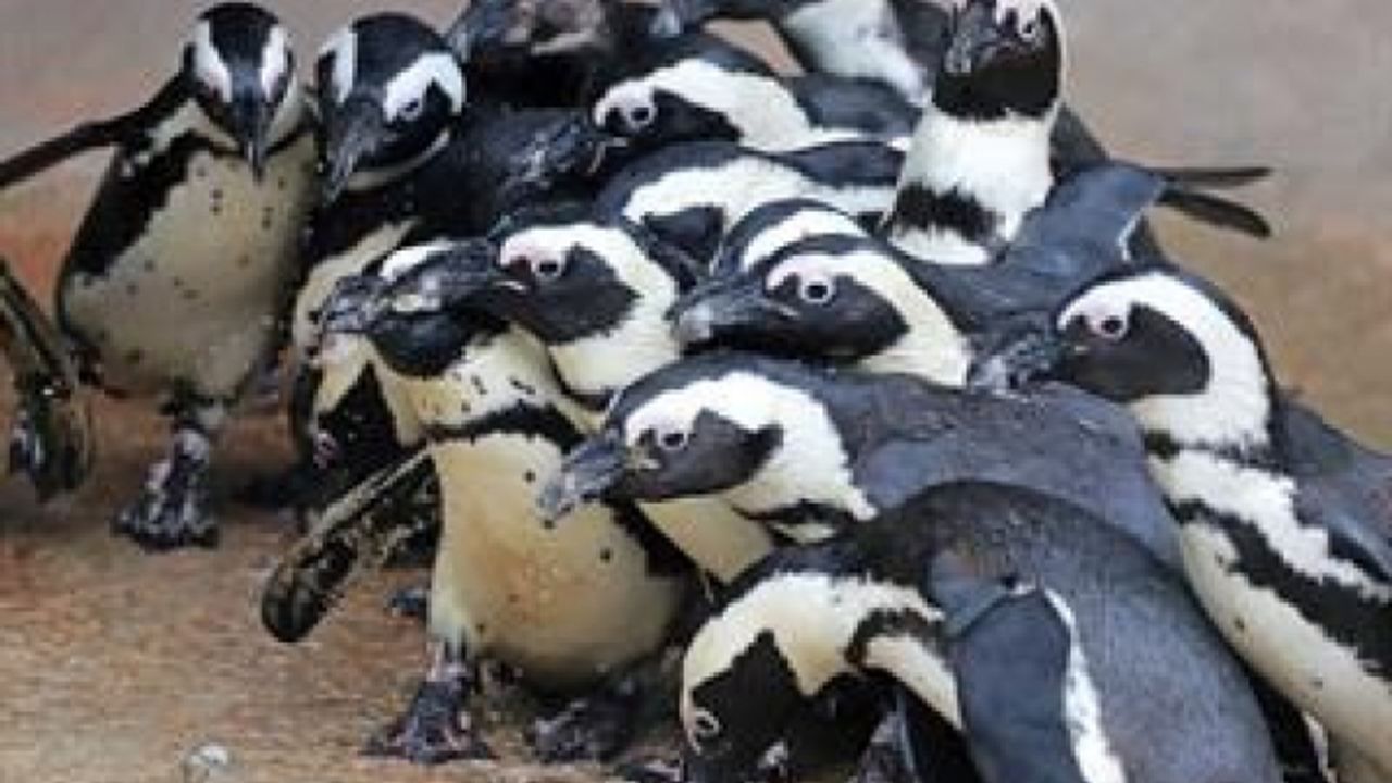 Dünya Afrika Pengueni Farkındalık Günü kutlanıyor...