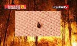Gökten Tahta Kurusu Yağıyor
