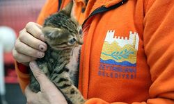 Zeytinburnu’nda Sahipsiz Hayvanları Kısırlaştırma Çalışmaları Sürüyor