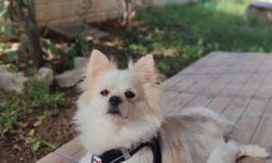 Can Dostumuz Hiro Kayıptır Bulanlar Arasın