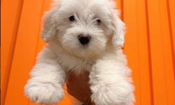 Maltepe’de Veteriner Seçerken Nelere Dikkat Edilmeli? Evcil Hayvan Sahipleri İçin Rehber