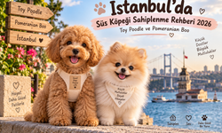 İstanbul’da Süs Köpeği Sahiplenme Rehberi 2026: Toy Poodle ve Pomeranian Boo