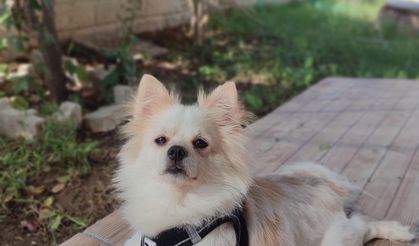 Can Dostumuz Hiro Kayıptır Bulanlar Arasın