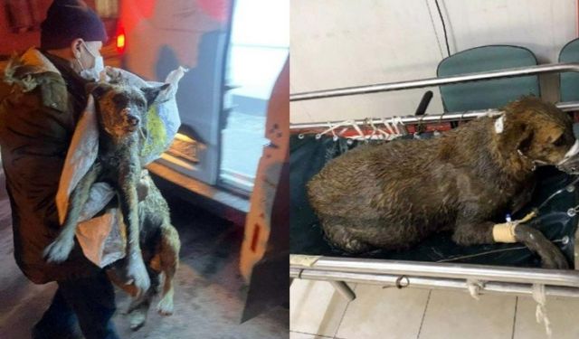 Avcılar'da Zehirlenen Hamile Köpek 5 Yavru Dünyaya Getirdi