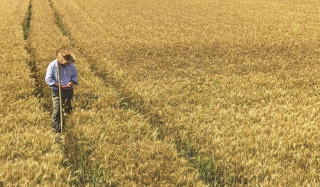 Durum Buğdayının Yüzde 100’ünü Yerel Üreticilerden Temin Ediyor