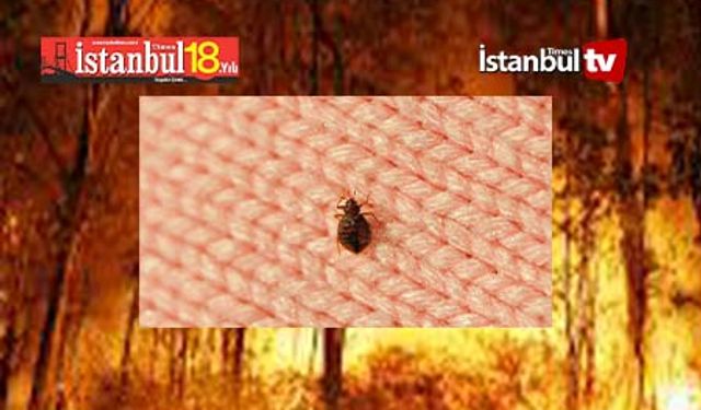 Gökten Tahta Kurusu Yağıyor