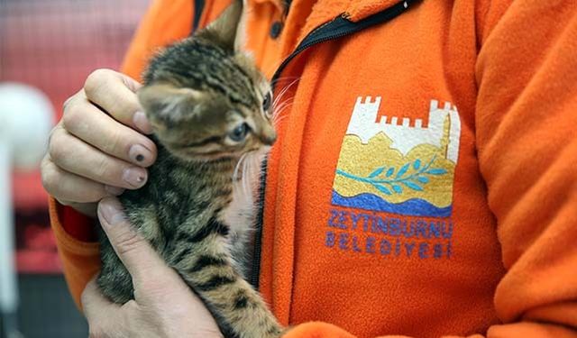 Zeytinburnu’nda Sahipsiz Hayvanları Kısırlaştırma Çalışmaları Sürüyor