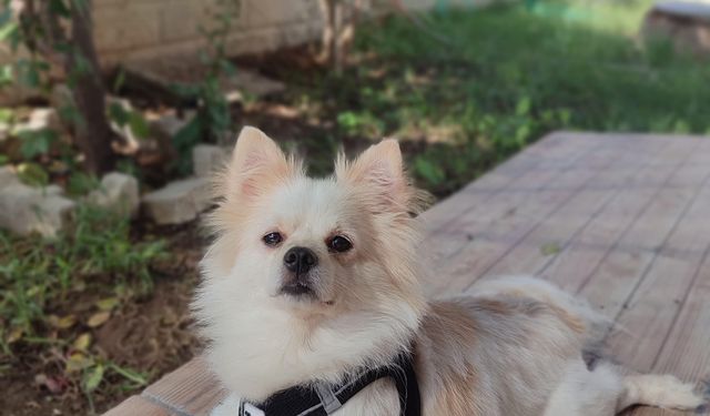 Can Dostumuz Hiro Kayıptır Bulanlar Arasın