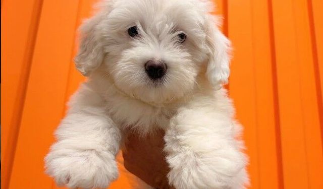 Maltepe’de Veteriner Seçerken Nelere Dikkat Edilmeli? Evcil Hayvan Sahipleri İçin Rehber