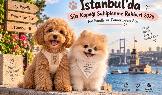 İstanbul’da Süs Köpeği Sahiplenme Rehberi 2026: Toy Poodle ve Pomeranian Boo