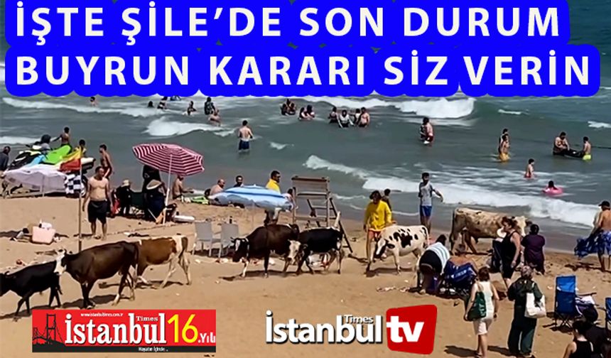 Şile’de Atların Ardından Büyükbaş ve Küçükbaş Hayvanlar Vatandaşların Arasında Cirit Attıkları Görüntülere Yansıdı..