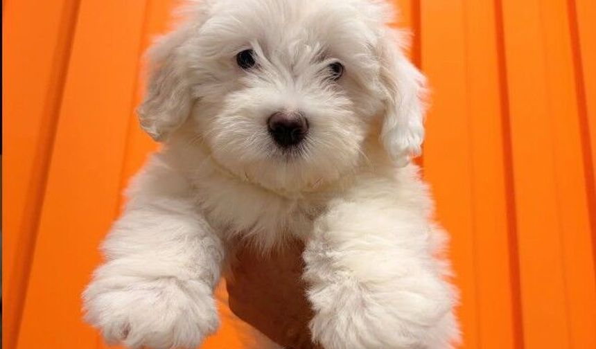 Maltepe’de Veteriner Seçerken Nelere Dikkat Edilmeli? Evcil Hayvan Sahipleri İçin Rehber